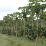 Photo Africa famines