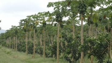 Photo Africa famines