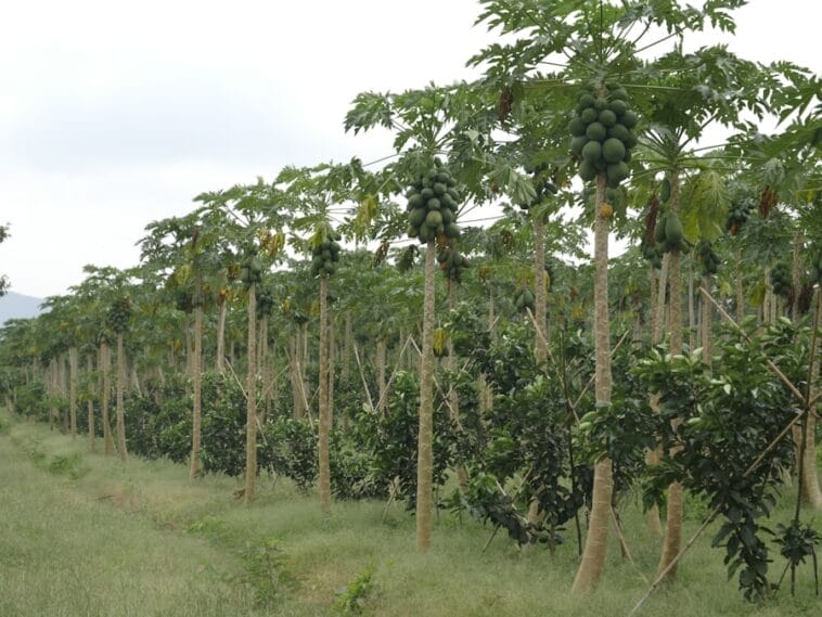 Photo Africa famines