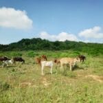 Photo Green Belt Africa