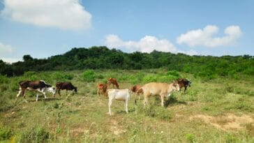 Photo Green Belt Africa