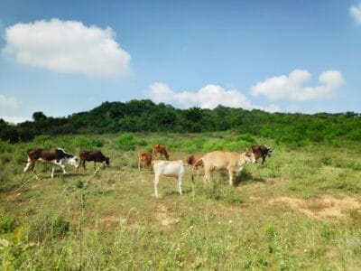 Photo Green Belt Africa