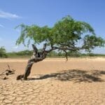 Photo Africa Climate Foundation