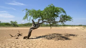 Photo Africa Climate Foundation