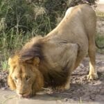 Photo Africa lion