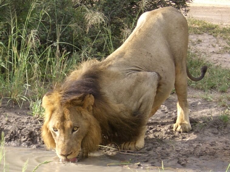 Photo Africa lion