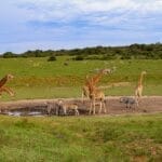 Photo South Africa safari tour package