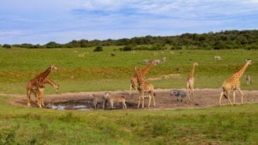 Photo South Africa safari tour package