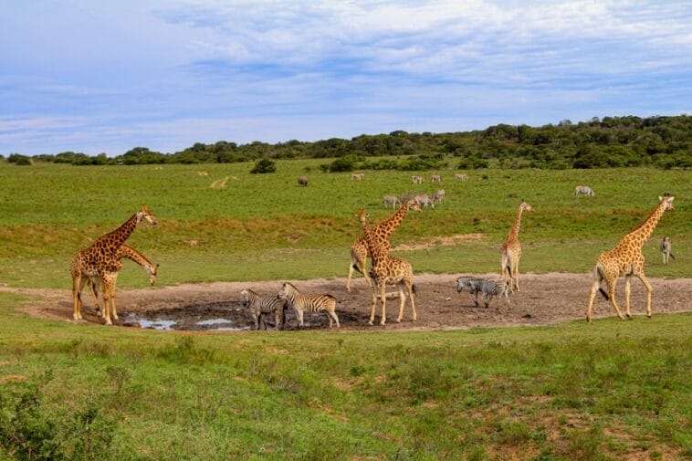 Photo South Africa safari tour package
