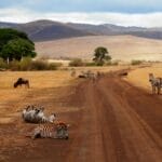 Photo Safari cruise Africa