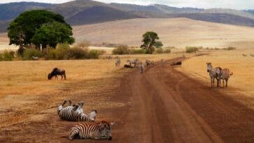 Photo Safari cruise Africa