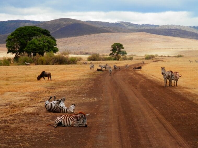 Photo Safari cruise Africa