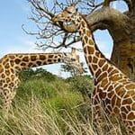 Photo Safari tour South Africa