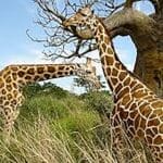 Photo Safari tour South Africa