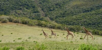 Photo Safari tour South Africa