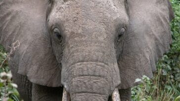 Photo Safari adventure