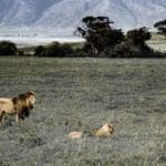 Photo Lions in Africa
