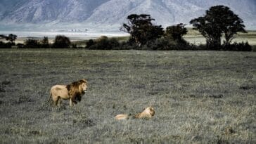 Photo Lions in Africa