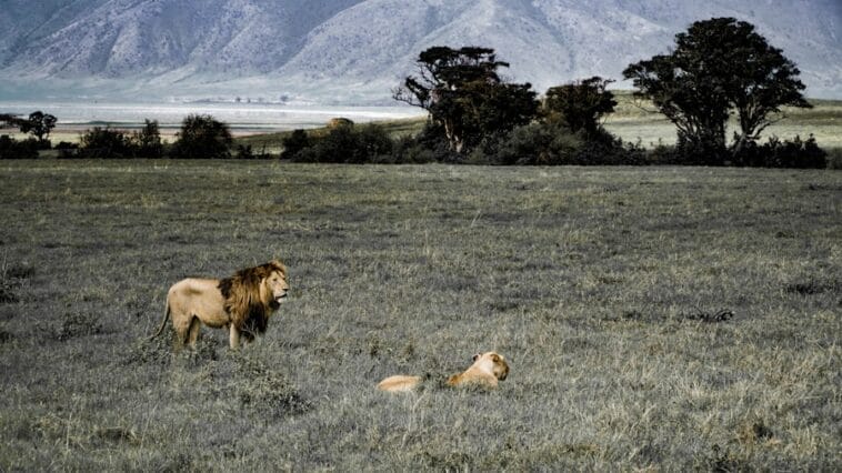 Photo Lions in Africa