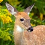 Photo Wildlife safari