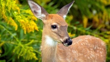 Photo Wildlife safari