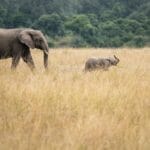 Photo African elephants