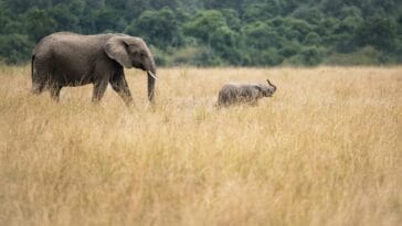 Photo African elephants