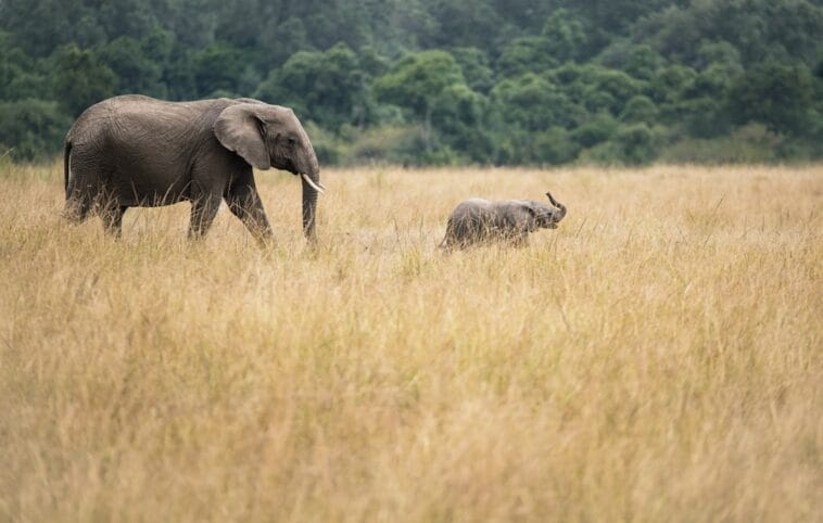 Photo African elephants