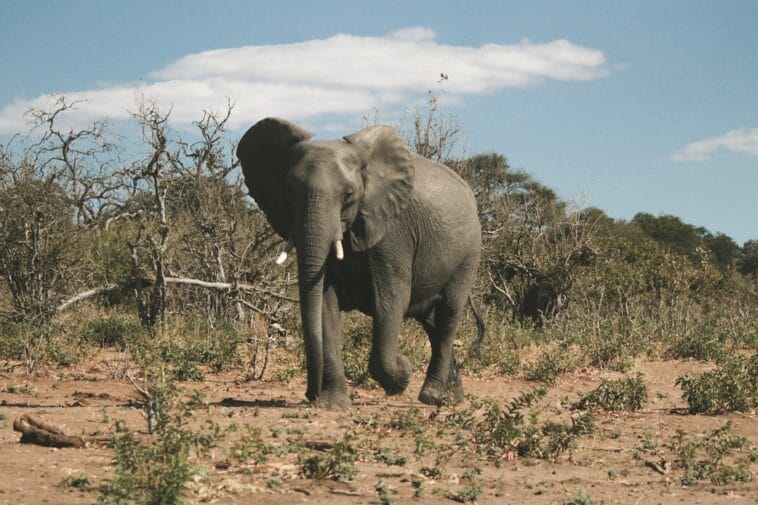 Photo Safari adventure