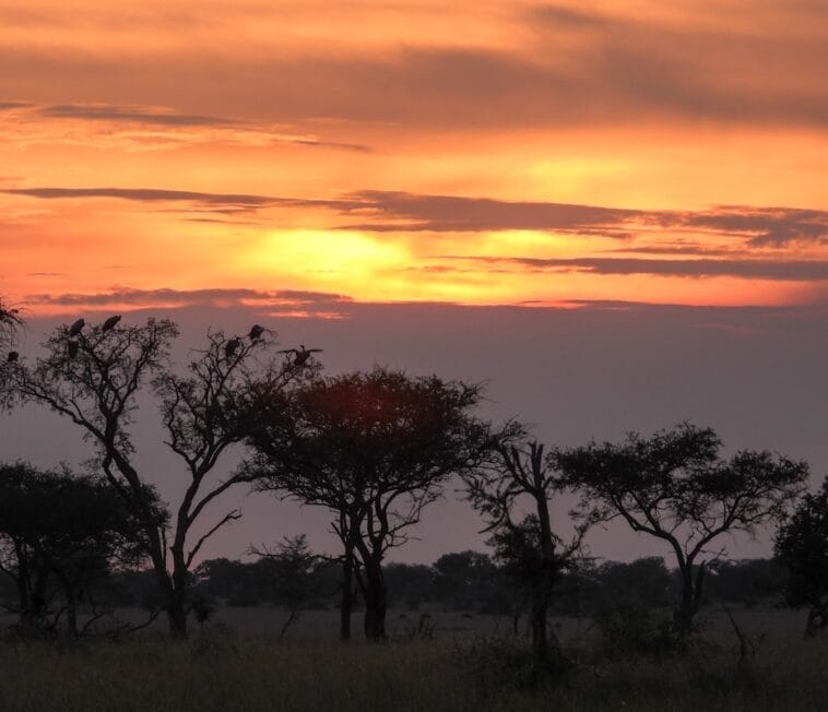 Photo Serengeti sunset