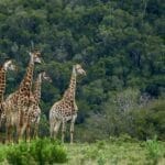 Photo South Africa safari trip