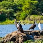 Photo Savannah landscape