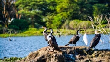 Photo Savannah landscape