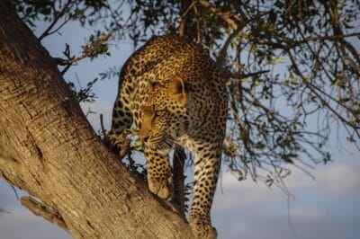 Photo Safari lodge