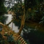 Photo Africa Congo rainforest