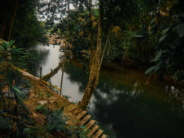 Photo Africa Congo rainforest