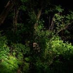 Photo Nelson Mandela