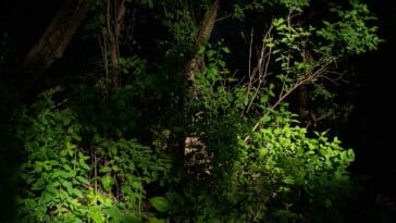 Photo Nelson Mandela