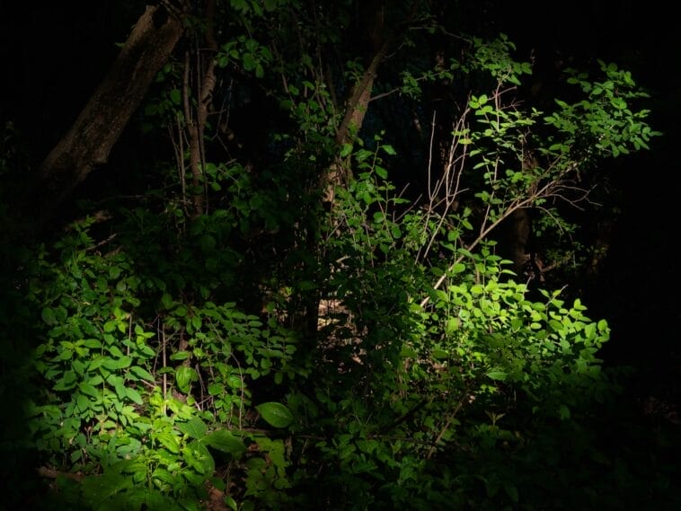 Photo Nelson Mandela