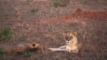 Photo Wildlife encounter