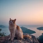 Photo Wildlife viewing