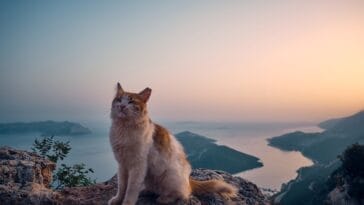 Photo Wildlife viewing