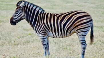 Photo "endangered in Africa"