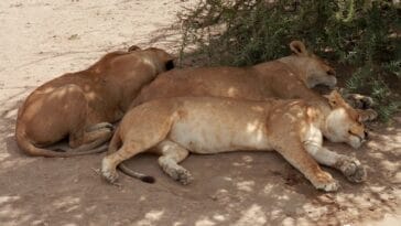 Photo lion safari Africa