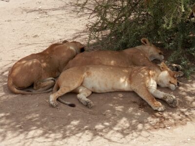 Photo lion safari Africa