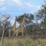 Photo Kruger South Africa safari