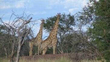 Photo Kruger South Africa safari