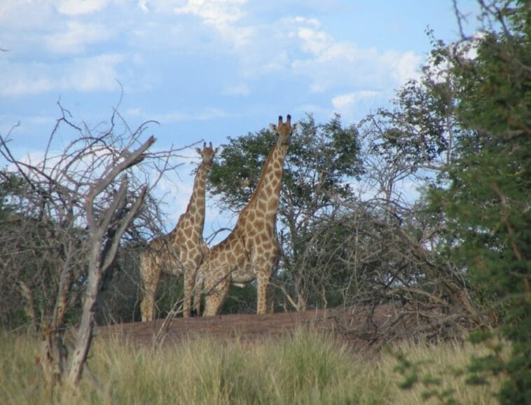 Photo Kruger South Africa safari