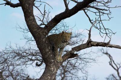 Photo Kruger South Africa safari