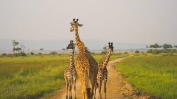 Photo Africa package tours